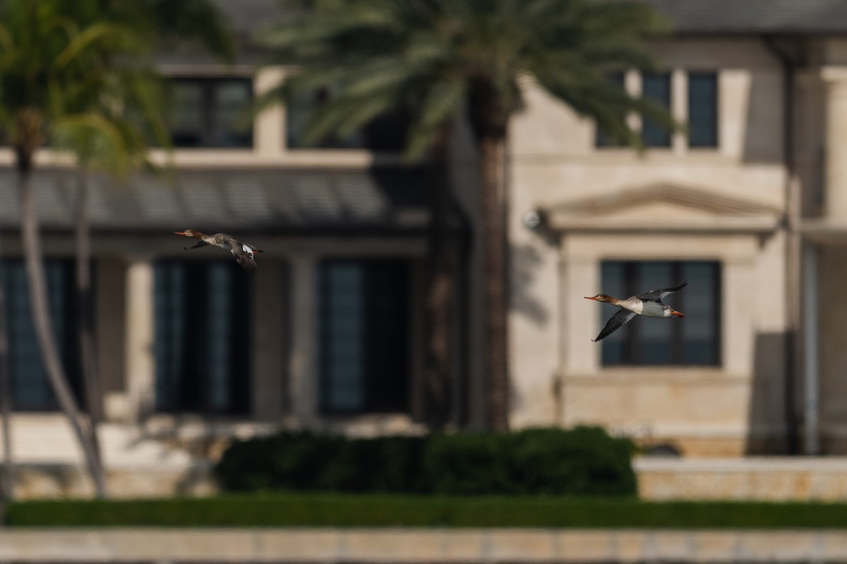 Red-breasted Merganser - ML647206876