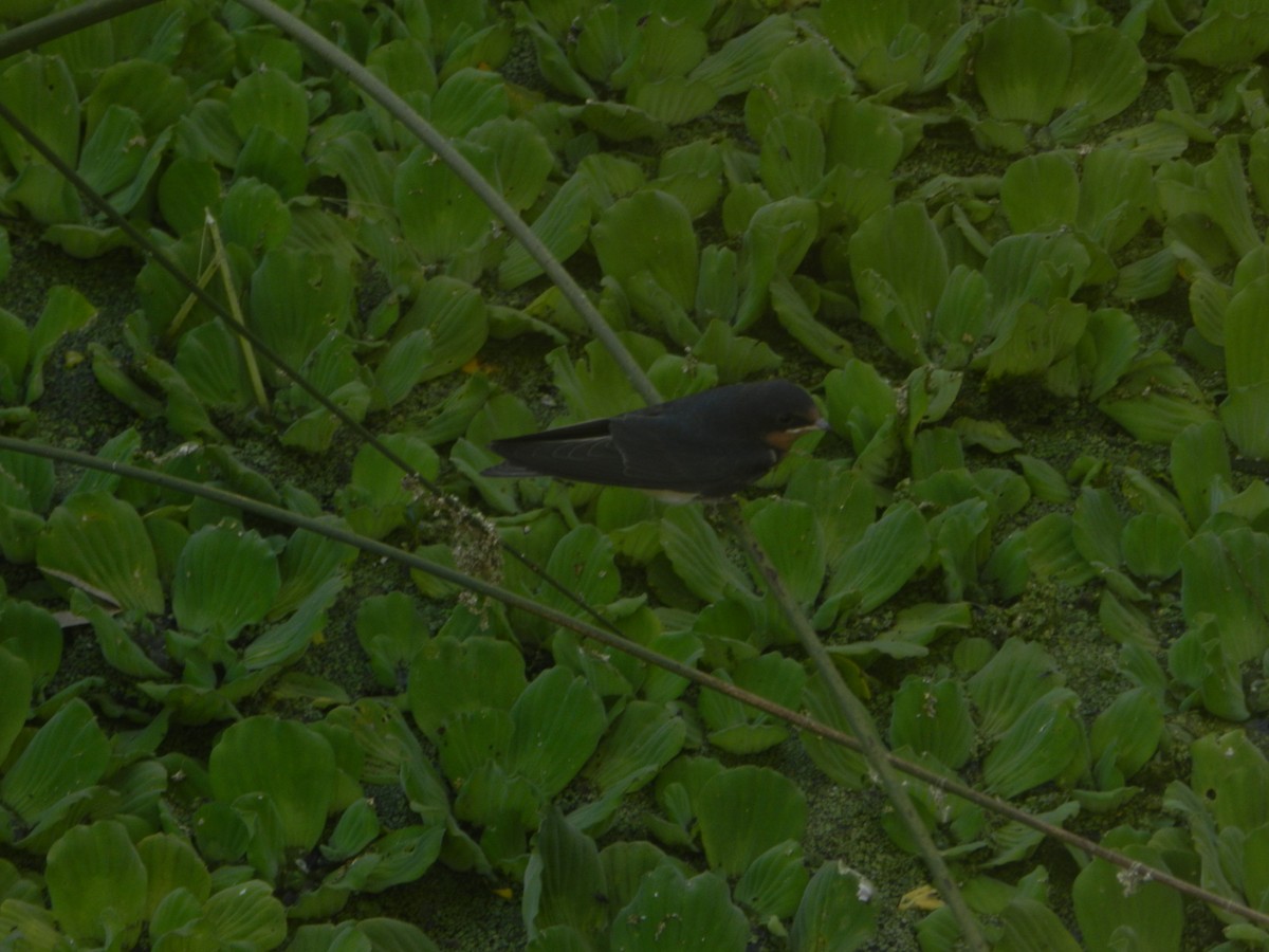 Barn Swallow - ML647206879