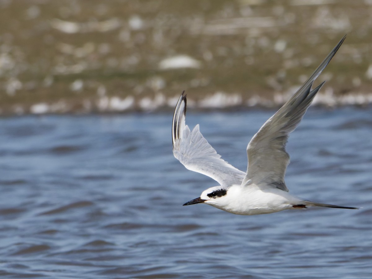 Forster's Tern - ML647206882