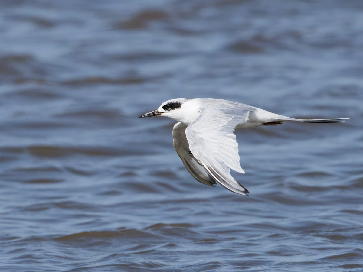 Forster's Tern - ML647206884
