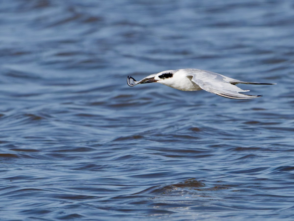 Forster's Tern - ML647206885