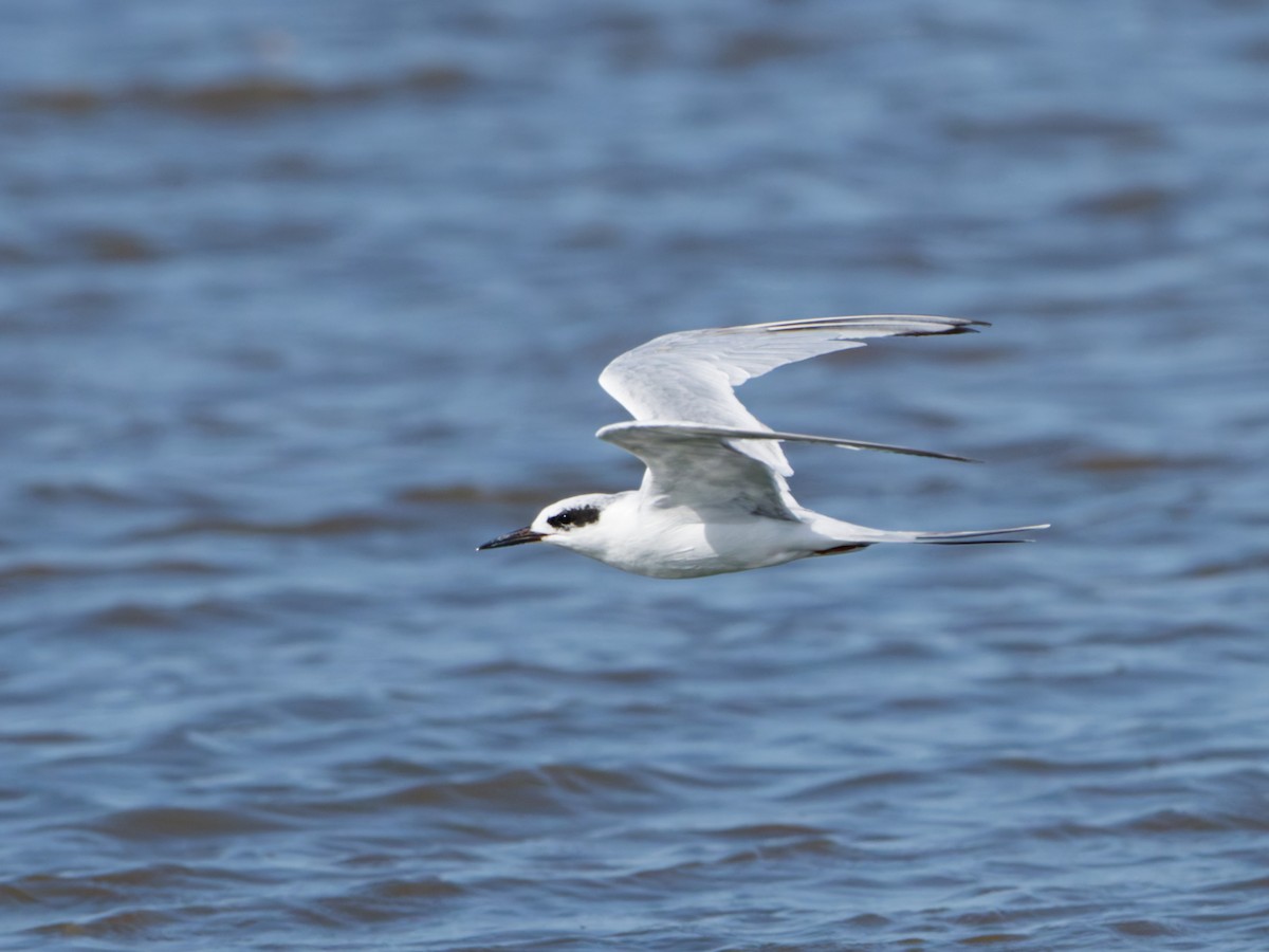 Forster's Tern - ML647206886