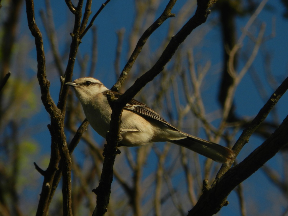 Chalk-browed Mockingbird - ML647206890