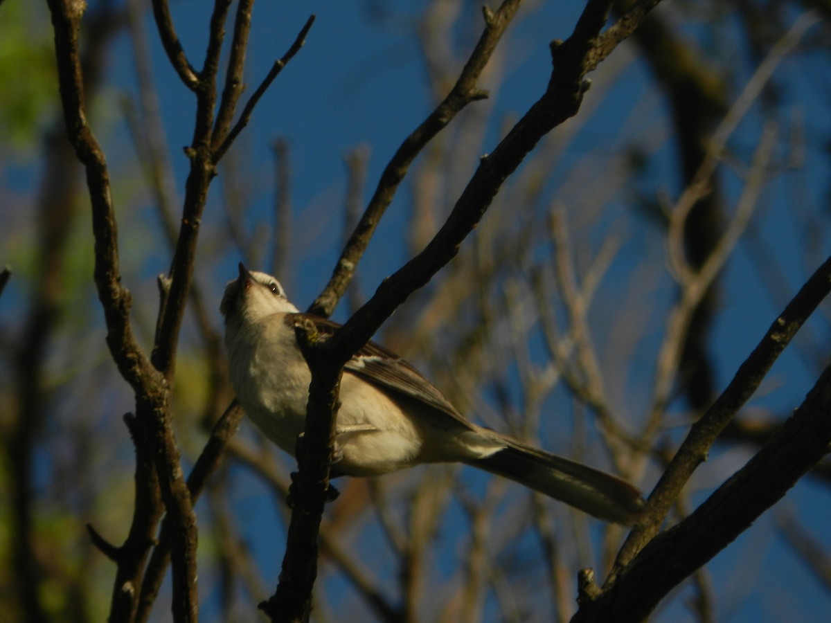 Chalk-browed Mockingbird - ML647206891