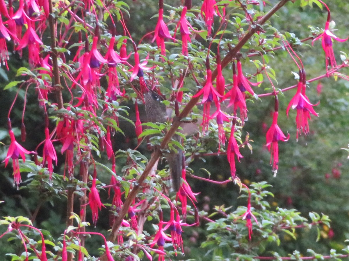 ベニイタダキハチドリ - ML647206899