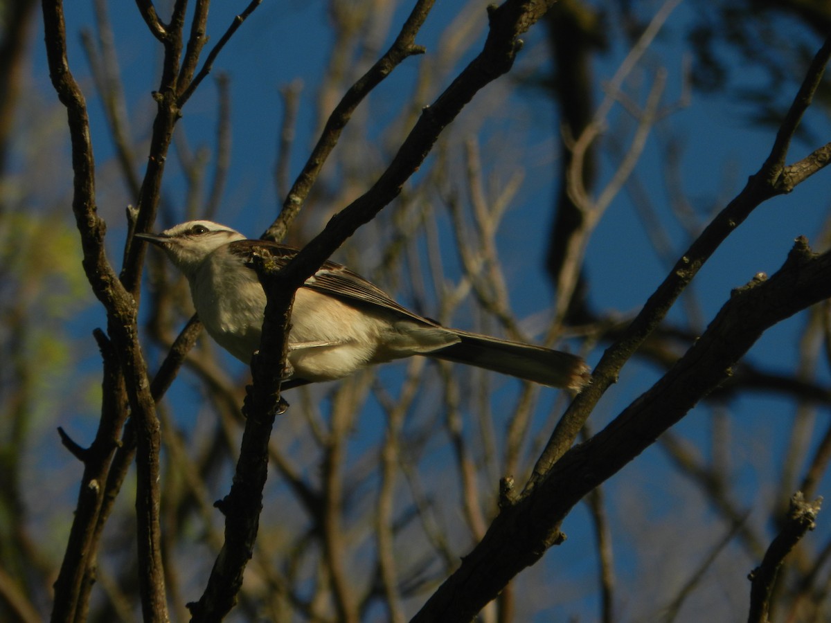 Chalk-browed Mockingbird - ML647206904