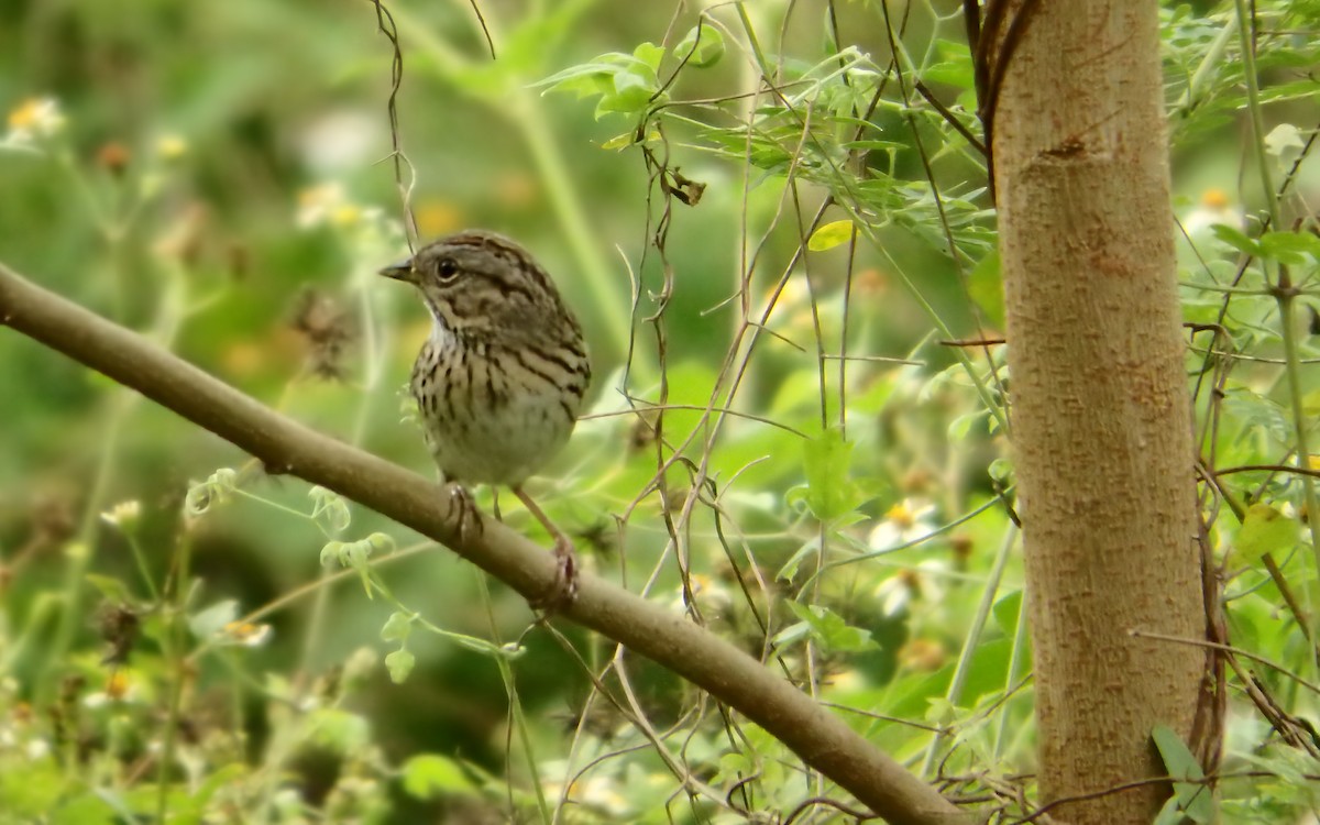Lincoln's Sparrow - ML647206918