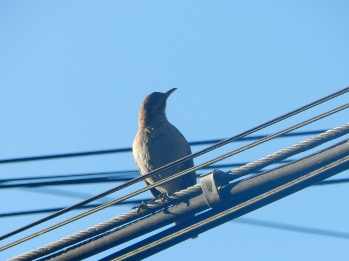 Rufous Hornero - ML647206924