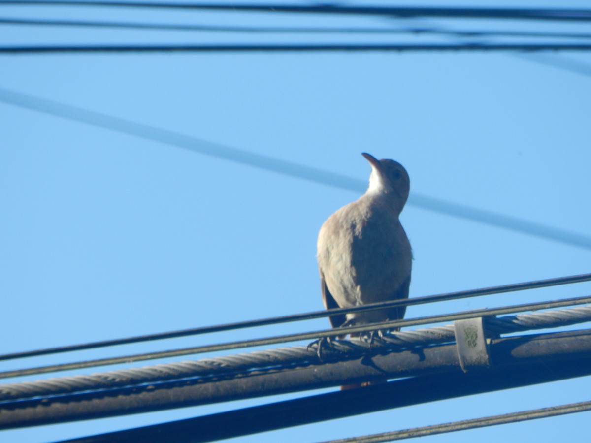 Rufous Hornero - ML647206926