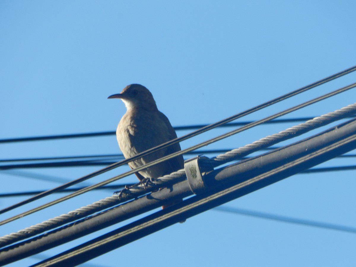 Rufous Hornero - ML647206941