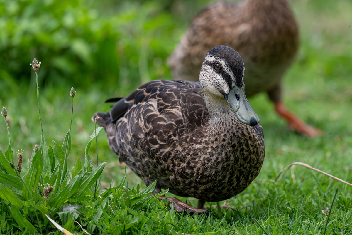 Pacific Black Duck x Mallard (hybrid) - ML647206964
