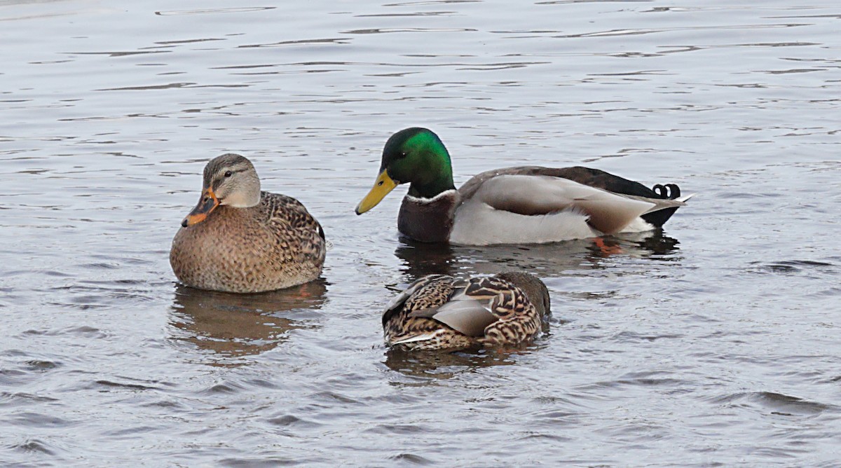 綠頭鴨 - ML647206969