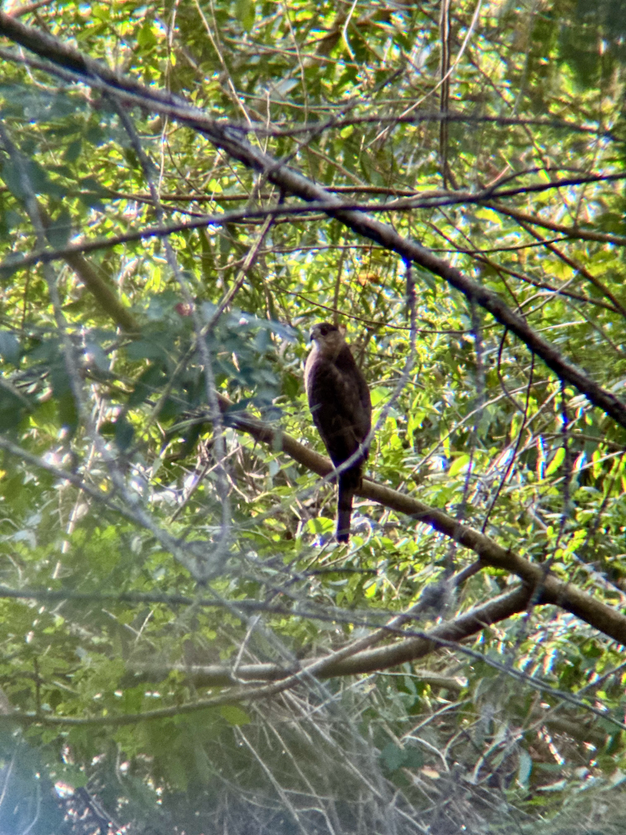 Cooper's Hawk - ML647206981