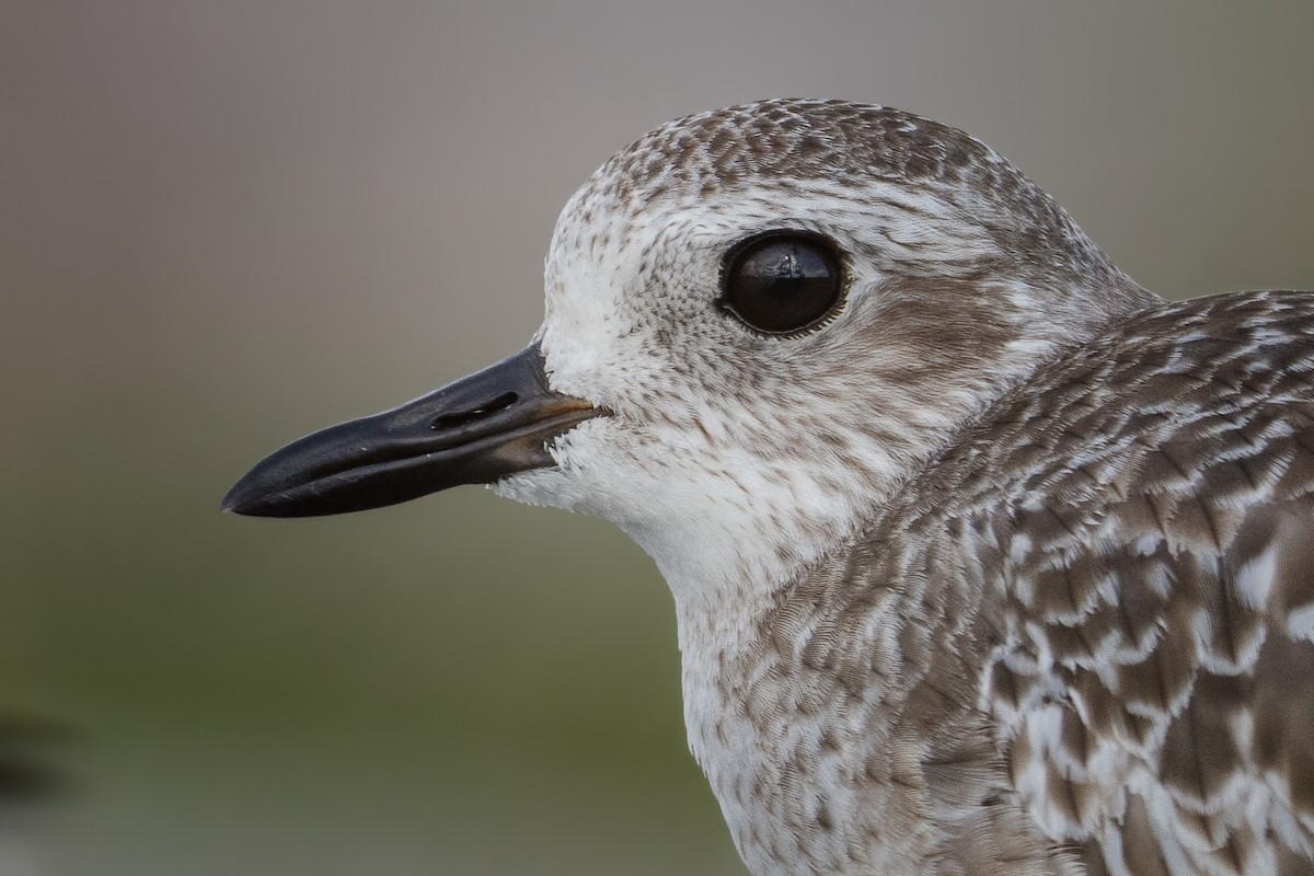 Black-bellied Plover - ML647206993