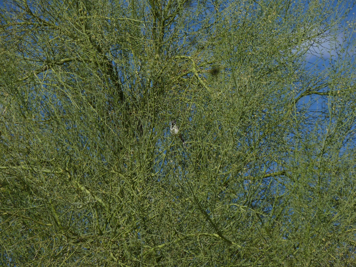 Black-throated Sparrow - ML647206994