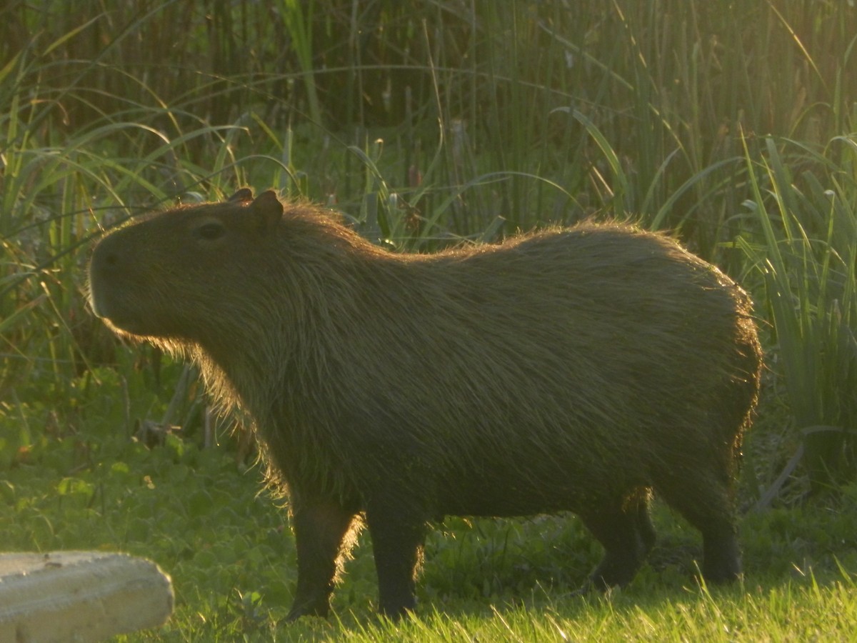 Animals - ML647207005