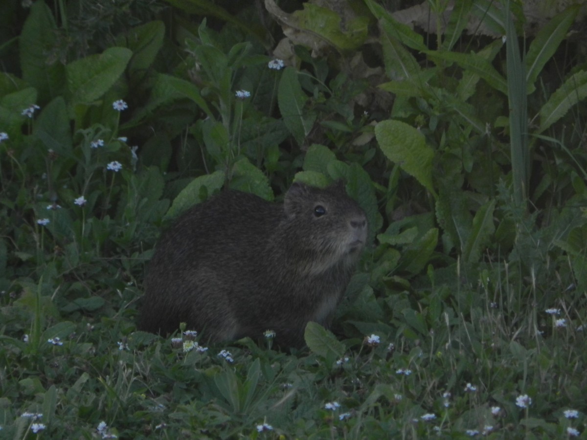 Animals - ML647207007