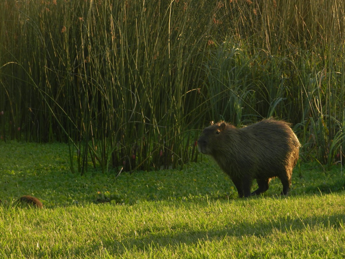 Animals - ML647207013