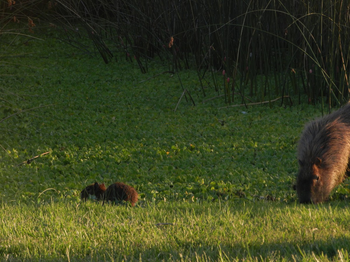 Animals - ML647207016