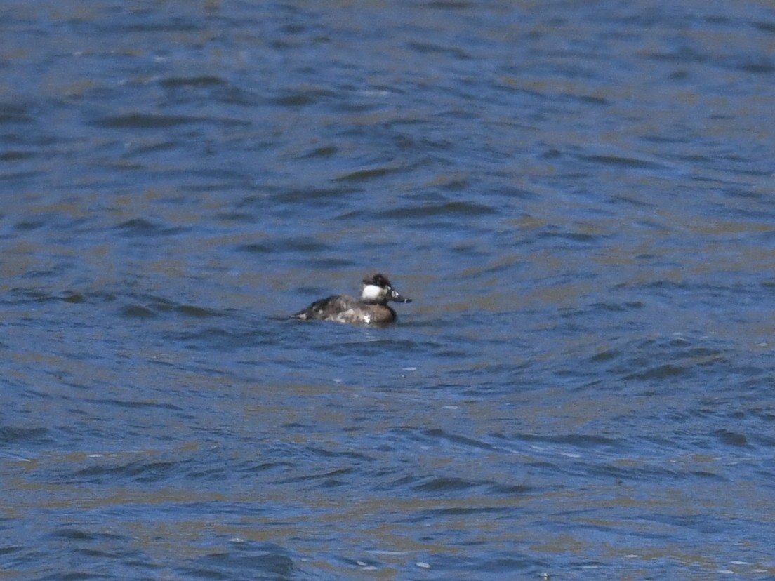 Американская савка - ML647207032