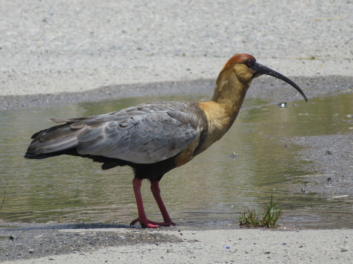 İbikli Sarıca Aynak - ML647207040