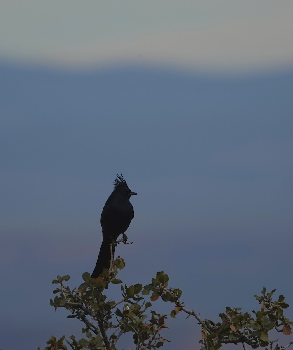 Phainopepla - ML647207049