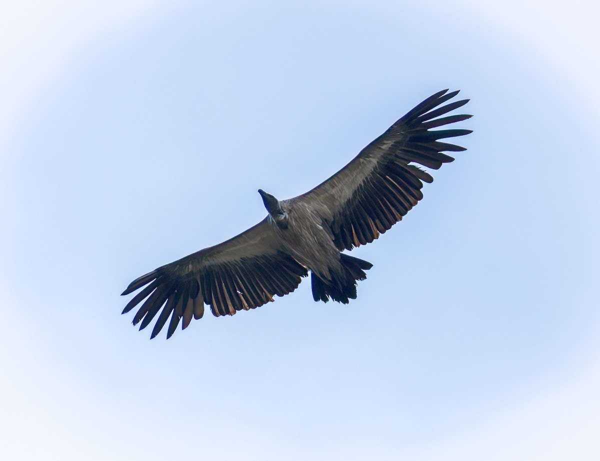 Buitre Dorsiblanco Africano - ML647207056