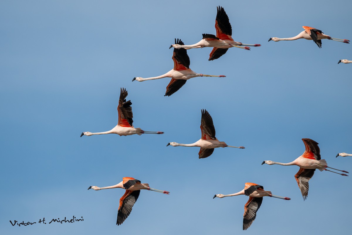 Chilean Flamingo - ML647207058