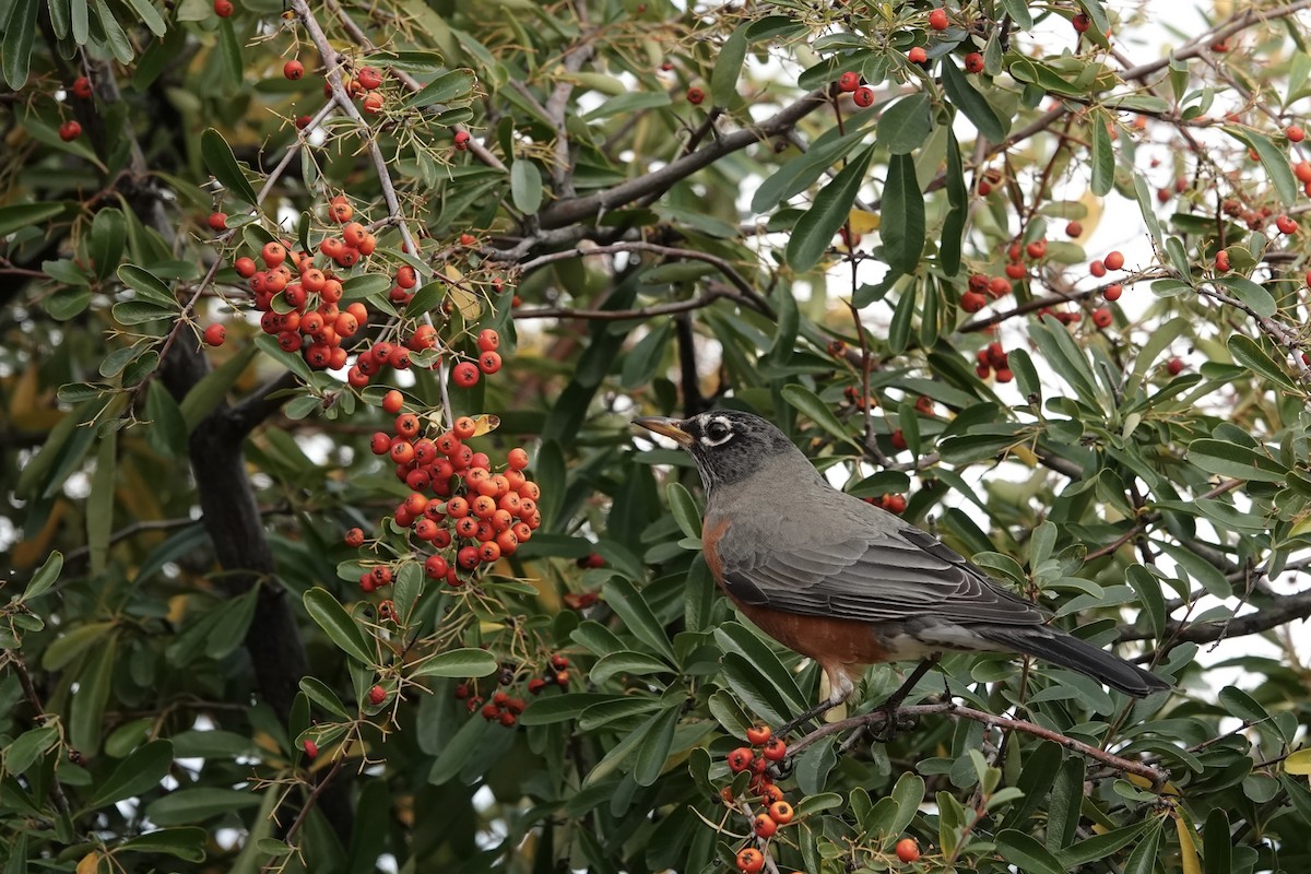 American Robin - ML647207059