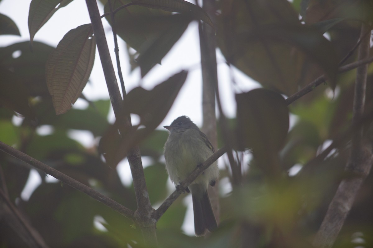 Yellow-bellied Elaenia - ML647207064