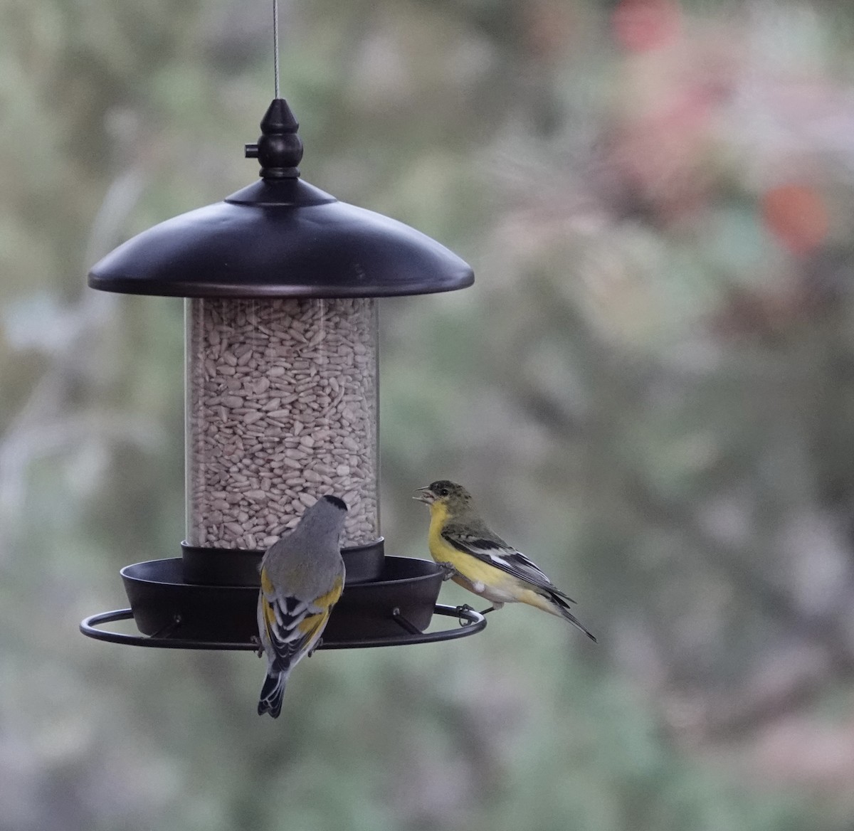 Lesser Goldfinch - ML647207073