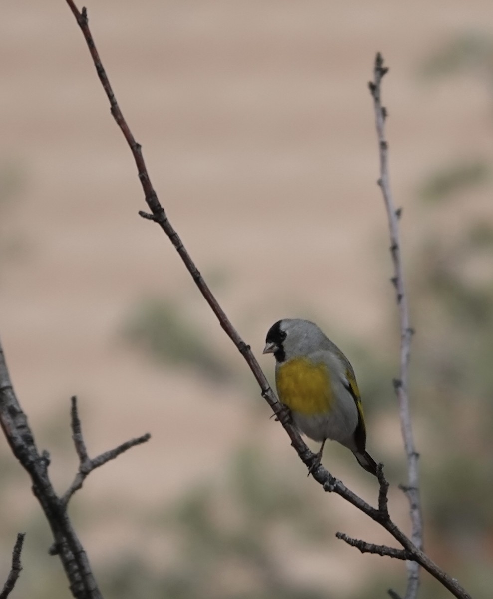 Lawrence's Goldfinch - ML647207077