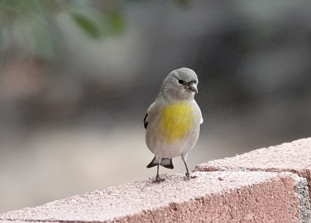 Lawrence's Goldfinch - ML647207078