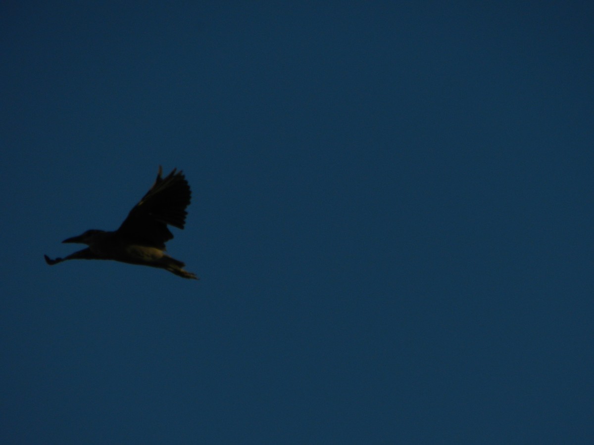 Black-crowned Night Heron - ML647207084