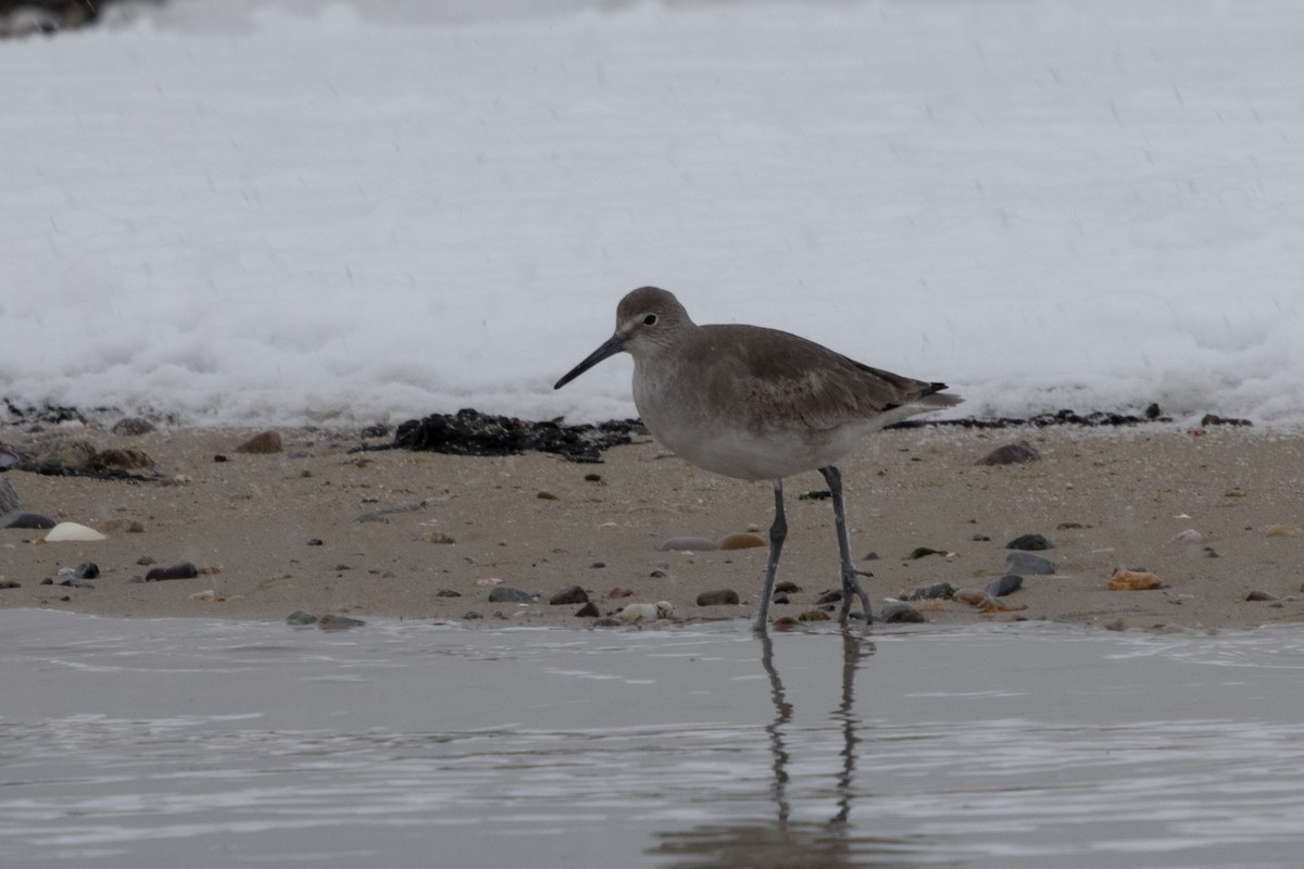 vodouš břehoušovitý (ssp. inornata) - ML647207090