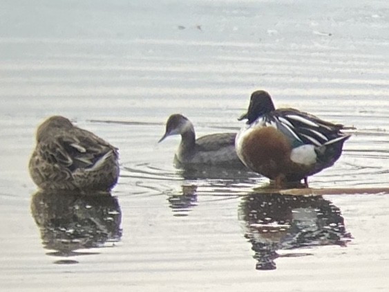 Grèbe à cou noir - ML647207095