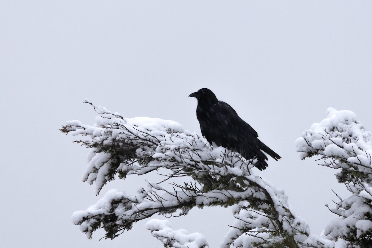 vrána americká - ML647207112