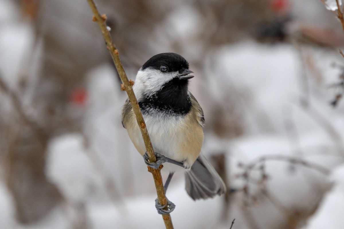 sýkora černohlavá - ML647207113