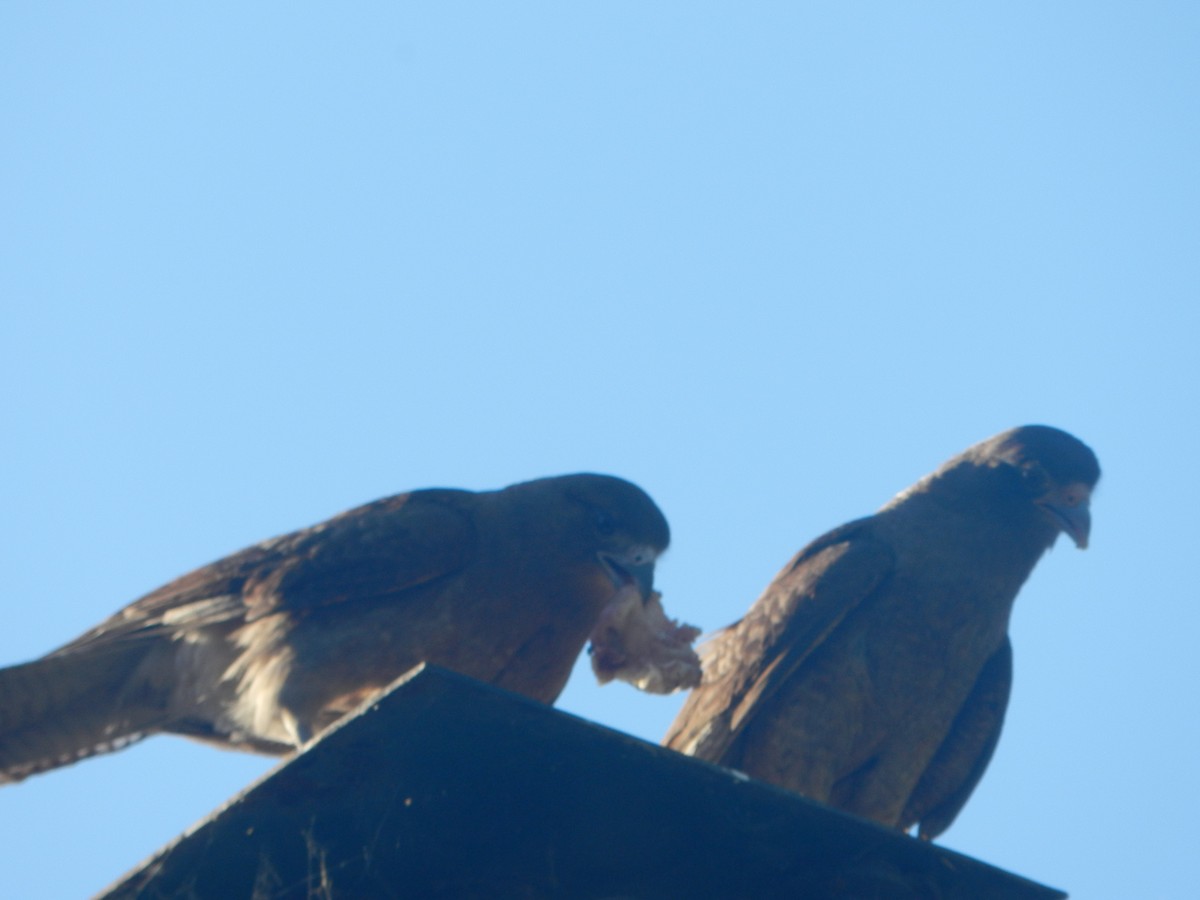 Chimango Caracara - ML647207114