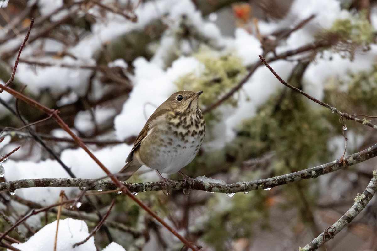 Hermit Thrush - ML647207125