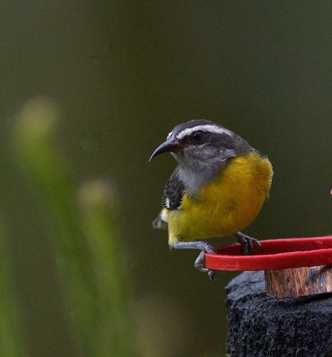 Bal Tangarası - ML647207131