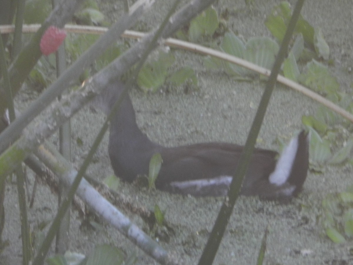Common Gallinule - ML647207138