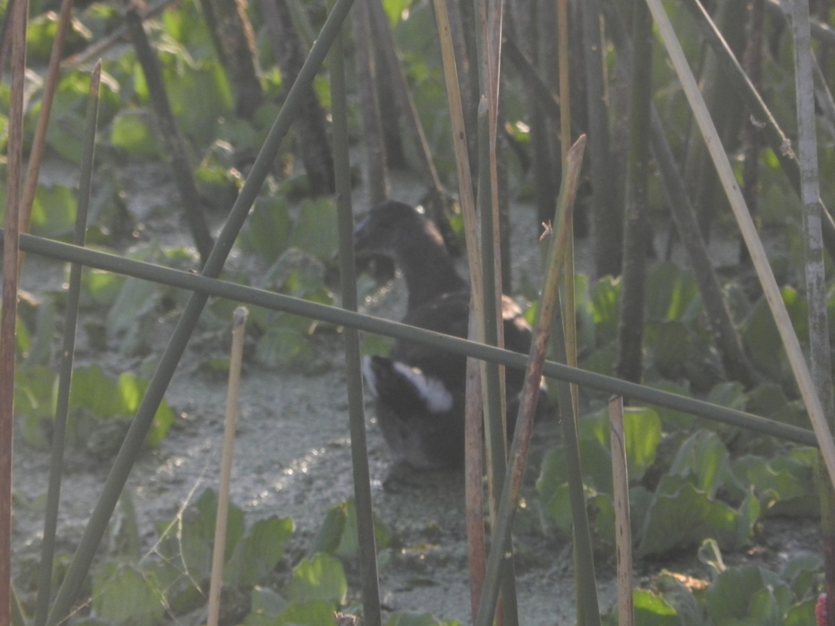 Common Gallinule - ML647207139