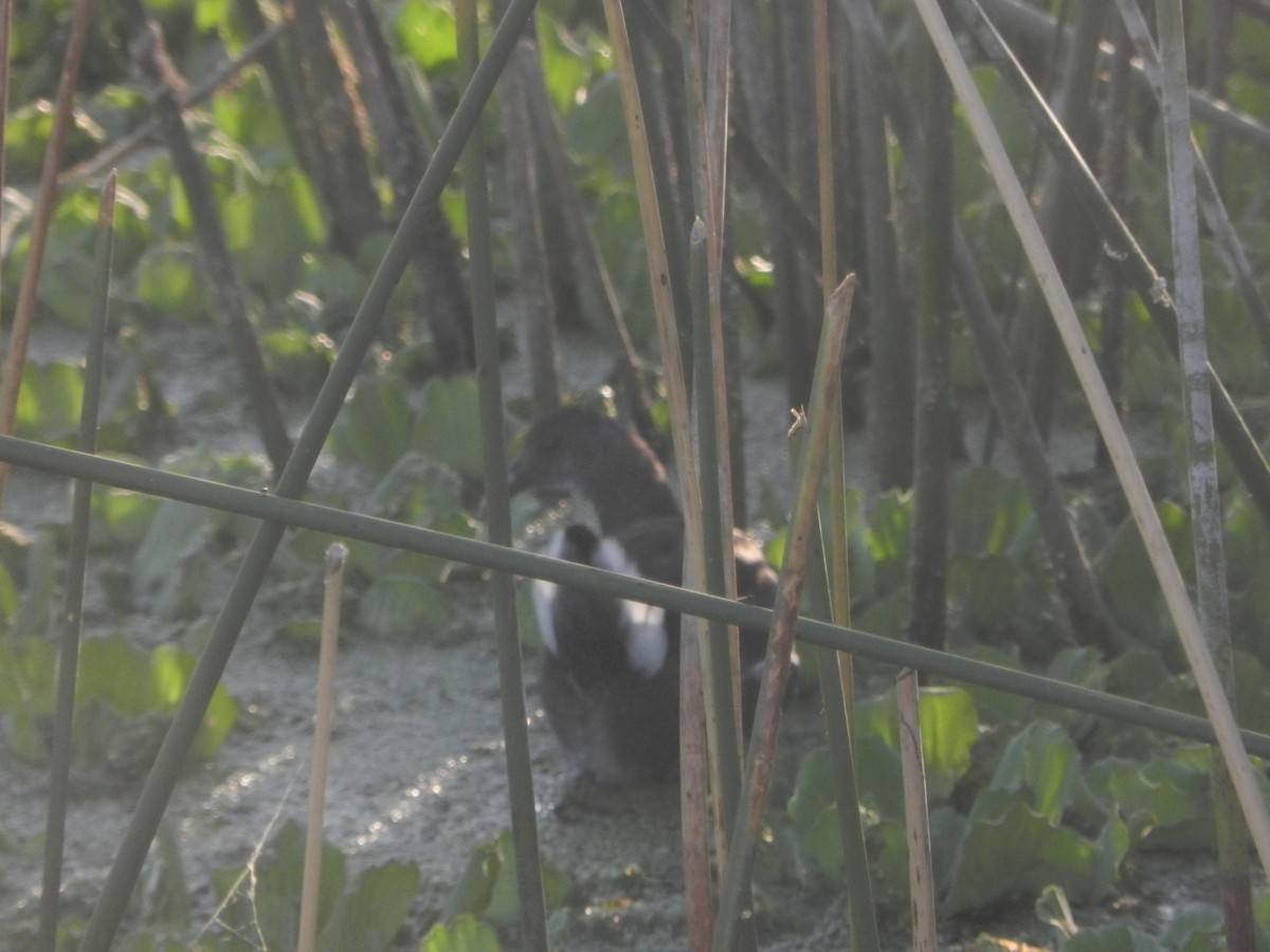 Common Gallinule - ML647207140