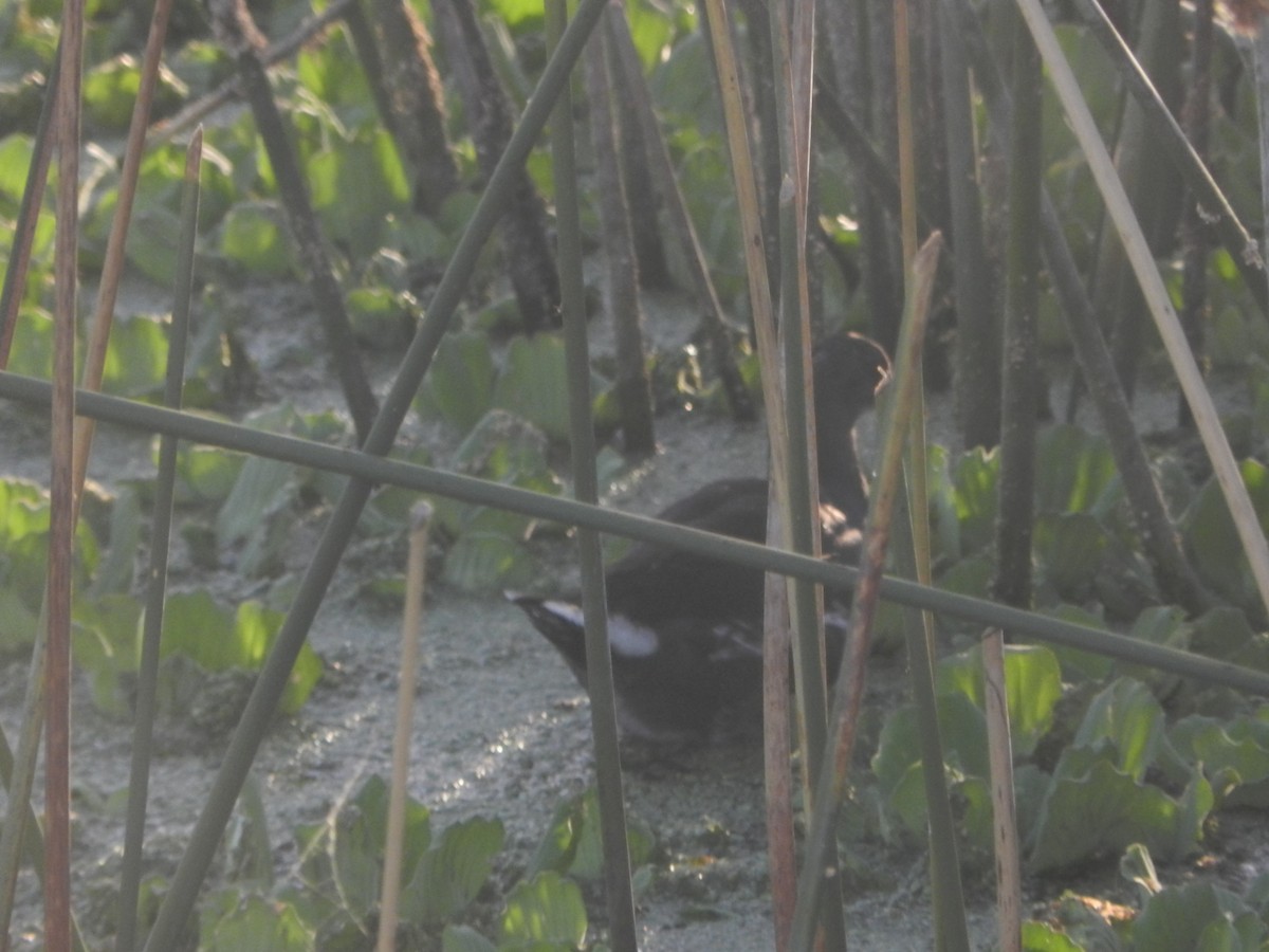 Common Gallinule - ML647207141