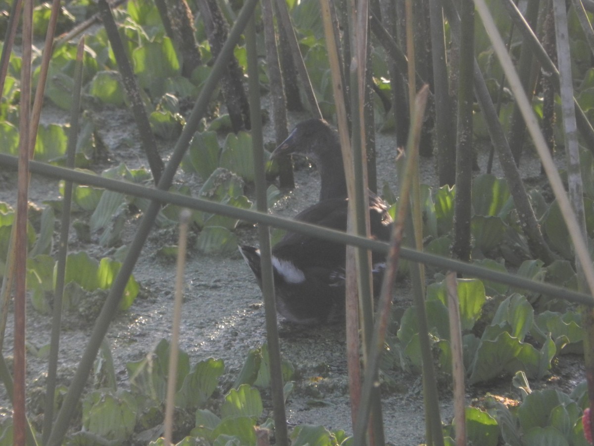 Common Gallinule - ML647207147