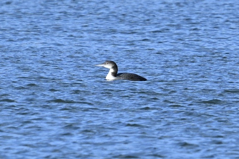 Common Loon - ML647207158