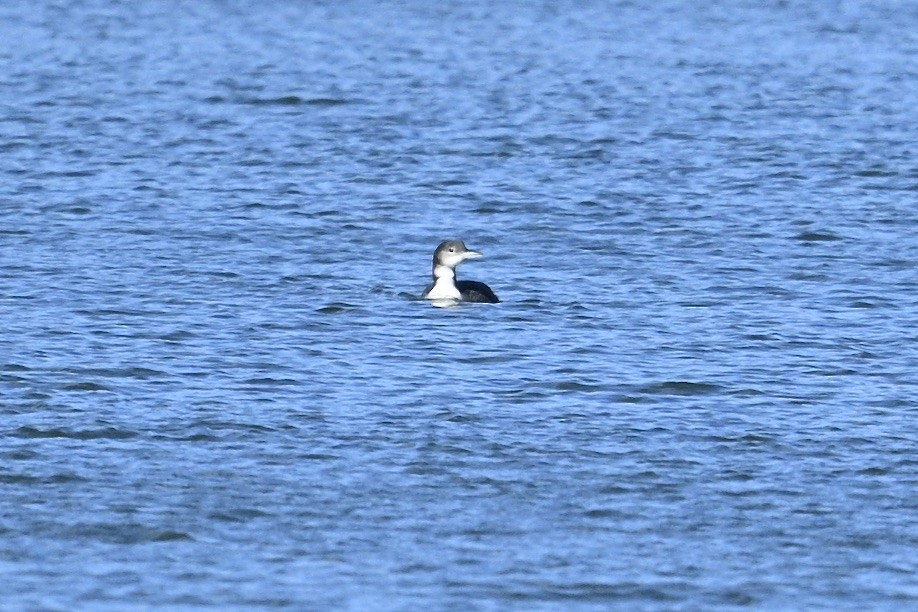 Common Loon - ML647207159