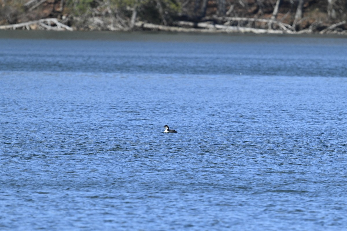 Common Loon - ML647207161