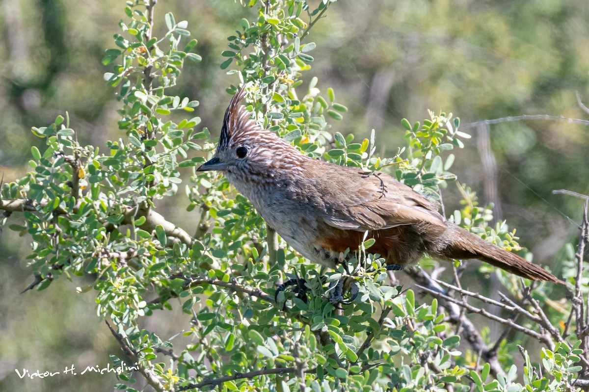 topptapakulo - ML647207164